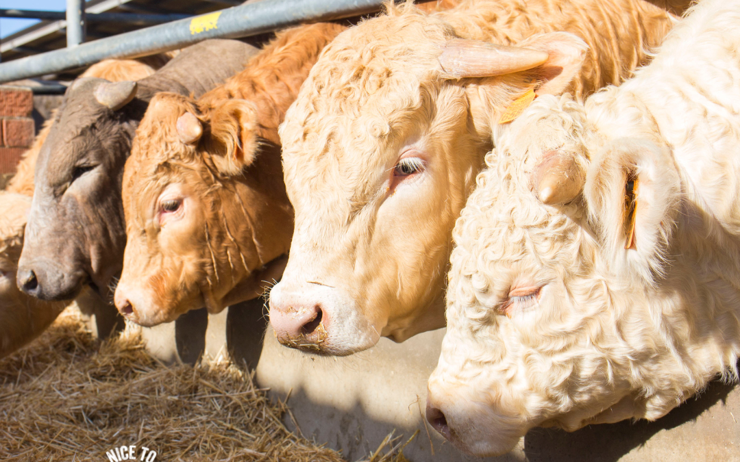 유럽의 스페인에서 소에게 사료를 공급하는 방법