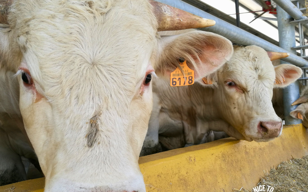 유럽의 이탈리아에서 소에게 사료를 공급하는 방법